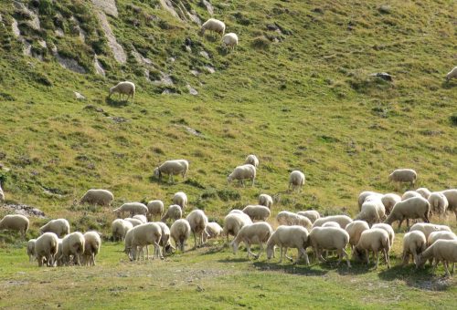El PSOE pide a Azcón que se tome en serio la prevención de incendios forestales con ganadería extensiva en Aragón