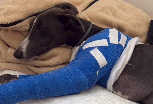 El PSOE pide que el Ayuntamiento cumpla la ley y asuma la atención veterinaria y el cuidado de los animales en situación de urgencia